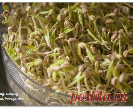 Водка для быстрого прорастания семян