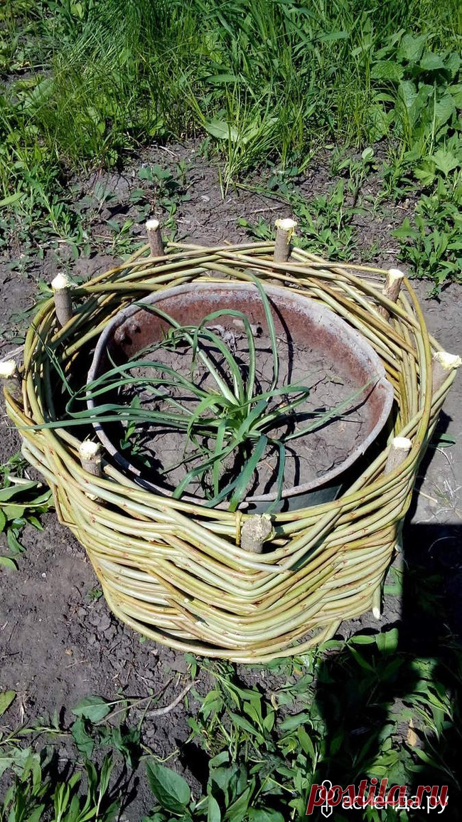 Вазоны из лозы: Группа Клумбы и цветники