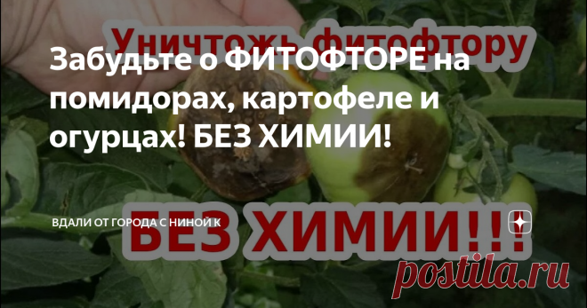 Забудьте о ФИТОФТОРЕ на помидорах, картофеле и огурцах! БЕЗ ХИМИИ!