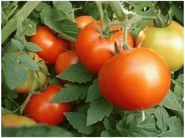 ВЫРАЩИВАНИЕ ПОМИДОР ПО МАСЛОВУ. 
УВЕЛИЧЕНИЕ УРОЖАЯ В 8 РАЗ!
Наблюдая в течение многих лет за развитием томатных растений, я пришел к выводу, что для того, чтобы обеспечить налив большого количества плодов, нужна мощная корневая система.
Увеличить ее я пробовал двумя способами. 
Первый — посадка рассады не вертикально, как это обычно принято, а лежа. В заранее подготовленную борозду укладываю не только корень, но 2/3 стебля, предварительно удалив с этой части листья. Засыпаю слоем почвы в 10-12