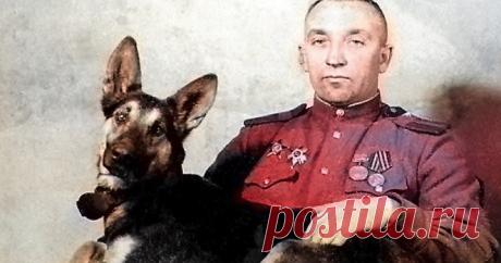 Джульбарс. Пёс, которого на Параде Победы несли на руках В Красной Армии служили 60 тысяч собак. Вдумайтесь в эту цифру. Они были саперами, подрывниками, связистами, санитарами и курьерами. В начале Великой Отечественной собаки уничтожали вражеские танки — конечно, ценой своей жизни...