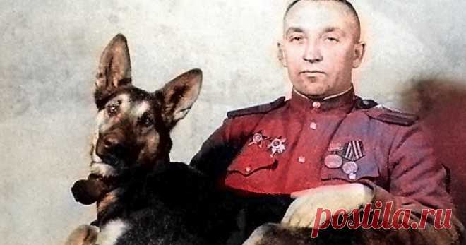 Джульбарс. Пёс, которого на Параде Победы несли на руках В Красной Армии служили 60 тысяч собак. Вдумайтесь в эту цифру. Они были саперами, подрывниками, связистами, санитарами и курьерами. В начале Великой Отечественной собаки уничтожали вражеские танки — конечно, ценой своей жизни...