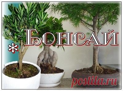 Бонсай - комнатное дерево Об искусстве Бонсай выращивания комнатных деревьев