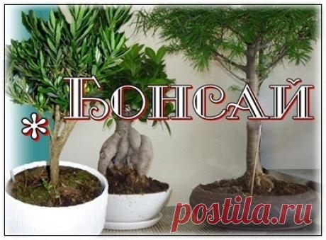 Бонсай - комнатное дерево Об искусстве Бонсай выращивания комнатных деревьев