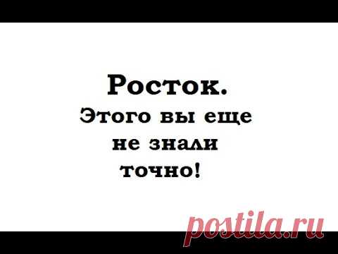 Росток. Что такое росток. Для чего нужен росток.