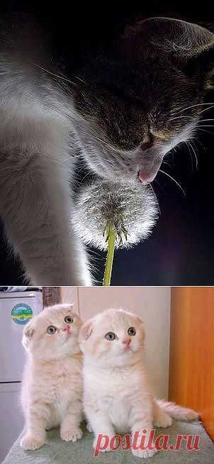 (3) Facebook