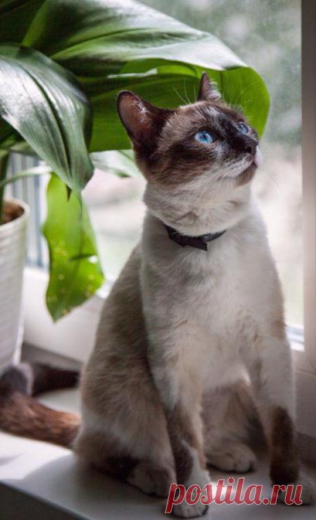 КОТЫ И КОШКИ НА ПРИСТРОЙ | 103 фотографии
