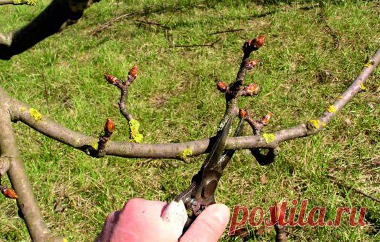 Обрезка груши: технология, сроки, секреты, весенняя обрезка груши или