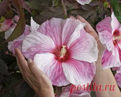 Hibiscus Kopper King-Гибискус болотный Kopper King Многолетний травянистый гибискус XXL. Зимостойкость до -34 гр. Зимует без укрытия. Высота 100-120 см., куст компактный, крепкий, слегка округлый с шик...