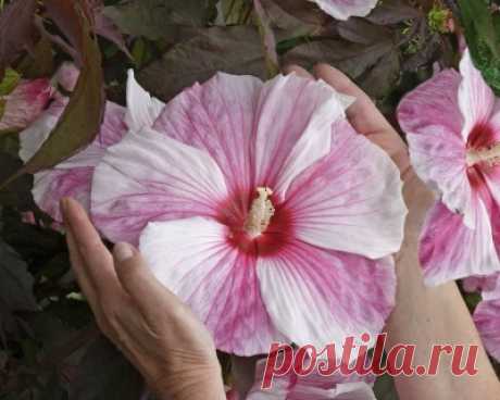 Hibiscus Kopper King-Гибискус болотный Kopper King Многолетний травянистый гибискус XXL. Зимостойкость до -34 гр. Зимует без укрытия. Высота 100-120 см., куст компактный, крепкий, слегка округлый с шик...