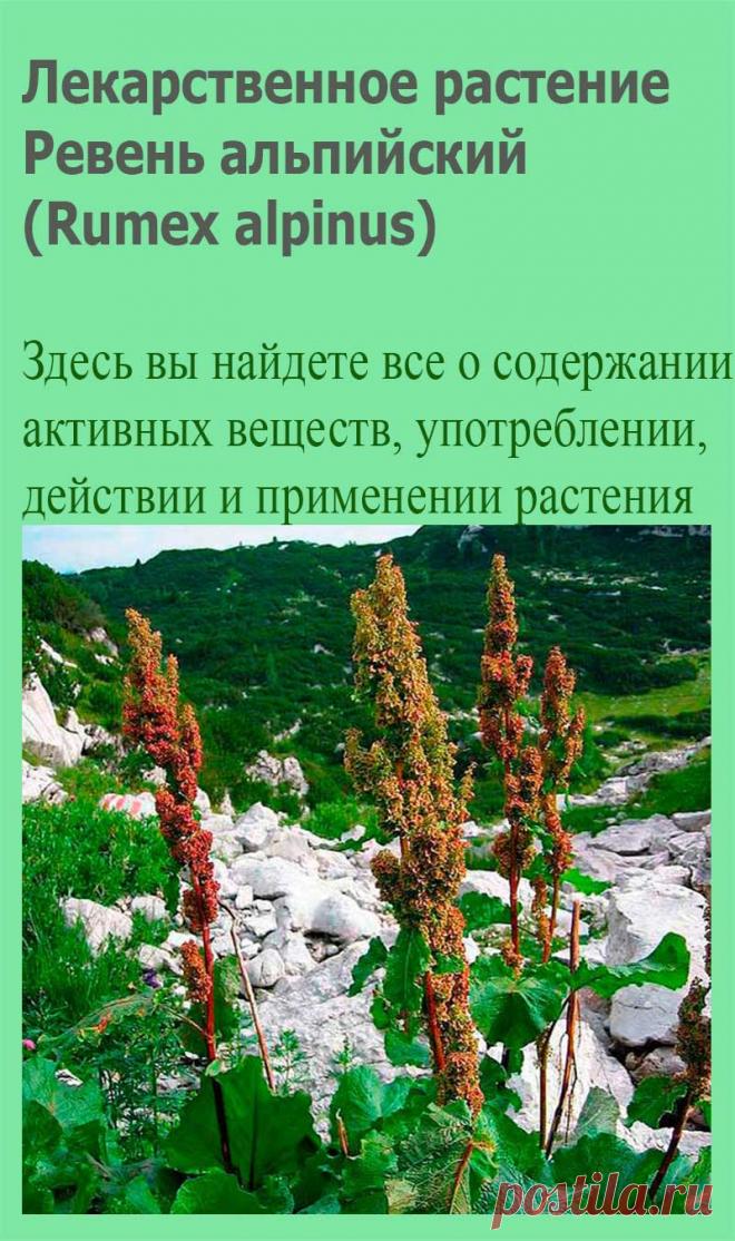 Лекарственное растение Ревень альпийский (Rumex alpinus). Многолетнее травянистое растение; на плодородной земле может достигать высоты человеческого роста. Нижние сердцевидные листья могут достигать длины 50 см и ширины 25 см, длинные черешки листьев выходят из бумажистых листовых влагалищ; стеблевые листья очередные, ланцетные, черешки часто красноватые и с наружной стороны рифленые.