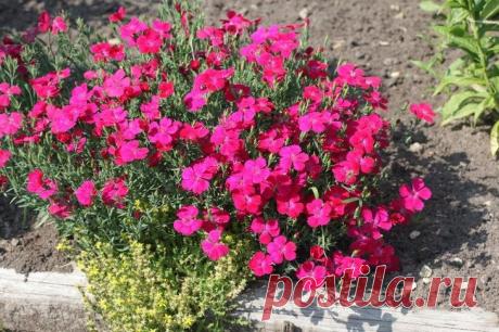 Гвоздика травянка многолетняя: посадка и уход, фото