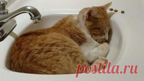 Кот с рулоном от скотча на шее… Что может быть печальнее? К счастью, жизнь Валентина сейчас совсем другая