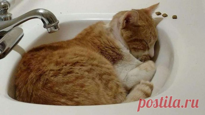 Кот с рулоном от скотча на шее… Что может быть печальнее? К счастью, жизнь Валентина сейчас совсем другая