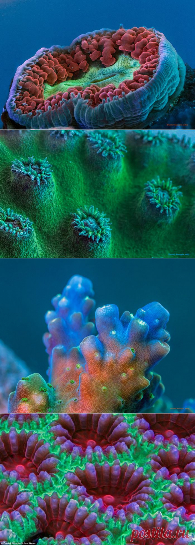 Фантастические макрофотографии кораллов .