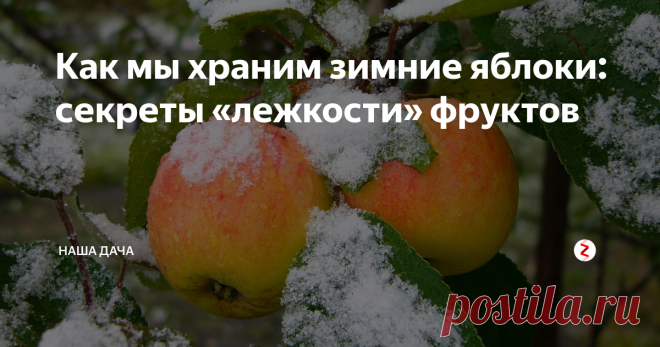 Как мы храним зимние яблоки: секреты «лежкости» фруктов Чтобы баловать себя и близких вкусными хрустящими яблочками, нужно правильно организовать их хранение. Расскажу, как мы «вышли» на хранение яблок.  Вообще-то на нашем участке нет зимних сортов, есть одна антоновка, но она почти вся опадает к сбору урожая. Естественно, о сохранении битых и порченных фруктов и речи не идет.