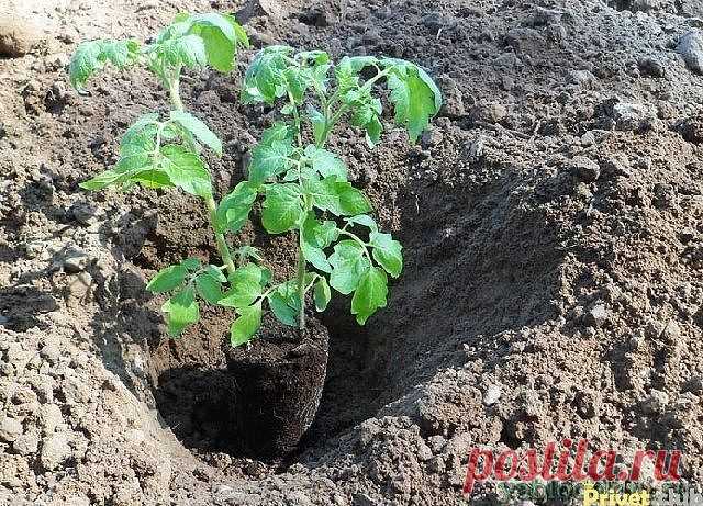 10 ЦЕННЫХ СЕКРЕТОВ ДЛЯ ДАЧИ ПРО КОТОРЫЕ ТОЧНО НЕ ЗНАЛ

1. «Солим» лук
Перед посадкой лука его рекомендуется замочить на 3-4 ч. в соленой воде – 100 г соли на 5 л воды.

2. Огурцы с молоком и медом
Если семена огурца предварительно (до высаживания в грунт) замочить в молоке, то плоды будут вкуснее и нежнее, а если в медовой воде – слаще.

3. Срезаем листья
За 2-3 дня до высадки в грунт томатов у рассады срезают 2-3 нижних листочка.

4. Не поливаем
Первые 12-14 дней после вы...