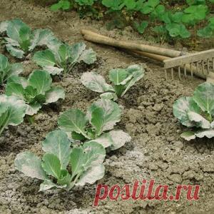 Печное золото. В чем польза золы и как её можно применять? - МирТесен