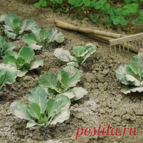 Печное золото. В чем польза золы и как её можно применять? - МирТесен