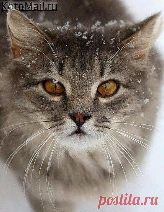 Серая красавица