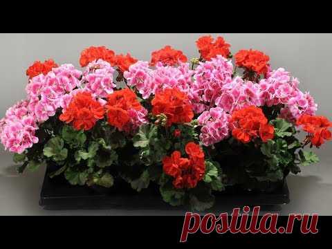 СДЕЛАЙТЕ ЭТО С СЕМЕНАМИ ПЕЛАРГОНИИ! ВСЕГДА 100% ВСХОЖЕСТЬ!