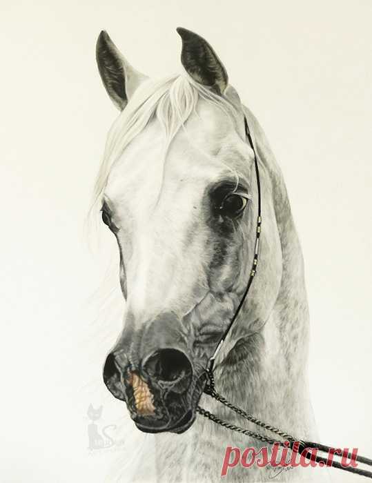Рисунки и портреты лошадей Кати Зауэр