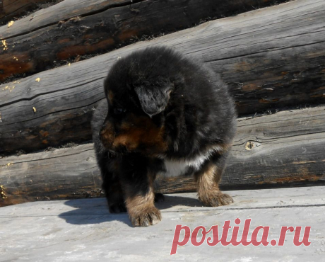 Щеночек от Дарги, значит - даргушонок.