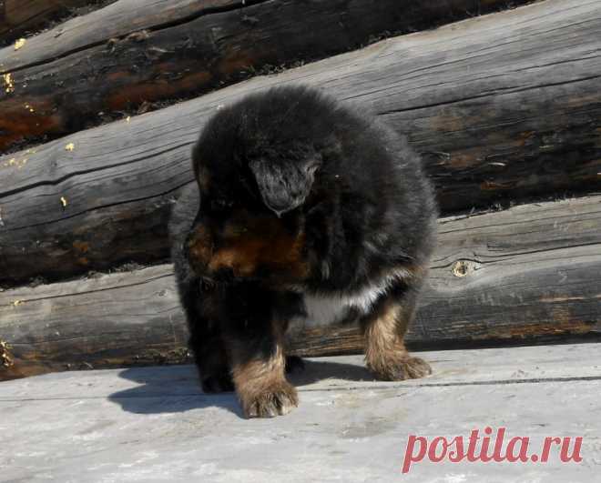 Щеночек от Дарги, значит - даргушонок.