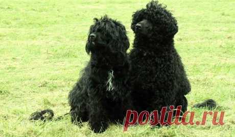 25 самых дорогостоящих пород собак в мире