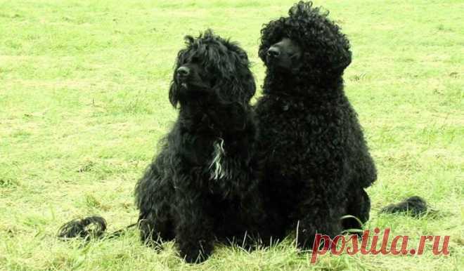 25 самых дорогостоящих пород собак в мире