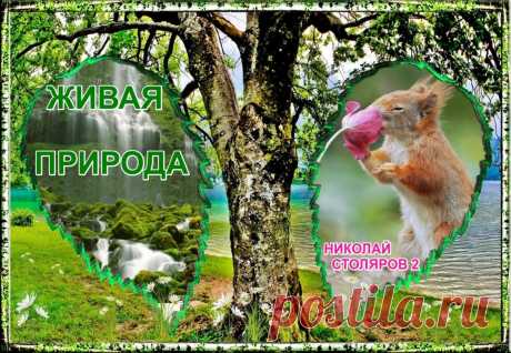 ЖИВАЯ ПРИРОДА ~ Открытка (плейкаст)