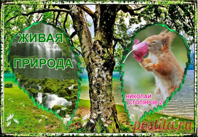 ЖИВАЯ ПРИРОДА ~ Открытка (плейкаст)