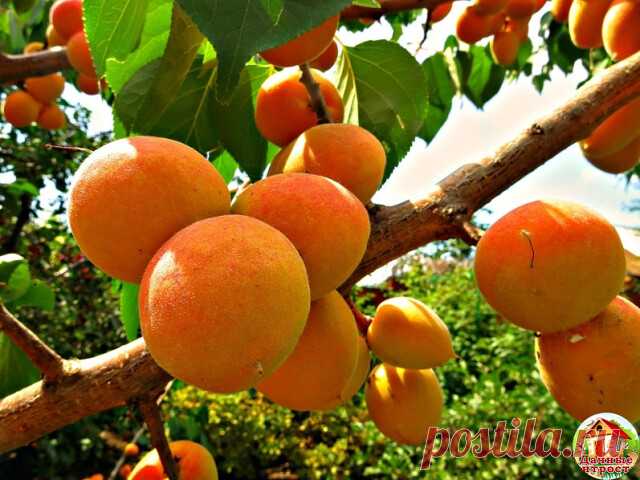 АБРИКОС: УСЛОВИЯ ВЫЖИВАНИЯ В СУРОВОМ КЛИМАТЕ
Тот, кто решил посадить абрикос на своём садовом участке, должен помнить, что основная проблема при его выращивании это так называемое подопревание корневой шейки. Подопревание наступает в конце зимы – в начале весны, когда под слоем снега появляется вода. Замерзая и вновь оттаивая, примерно на уровне почвы, она вызывает гибель камбиальных клеток ствола. Такое подопревшее дерево весной может начать развиваться, цвести, но уже че...