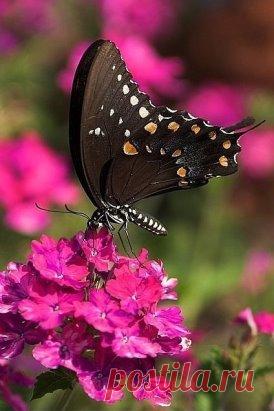 💟🌿🌸🌿💟
    Я нарисую в душах теплоту,
В сердцах – добро, в глазах – искринки света,
И людям подарю я поутру
Улыбку – ту, что нежностью согрета.
Я попрошу у радуги цвета:
Раскрашу в них людское настроенье,
Чтоб в мире жили только доброта,
Тепло души и радости свеченье!..💟🌿🌸