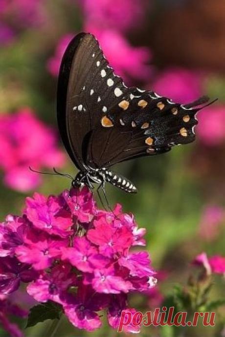 💟🌿🌸🌿💟
    Я нарисую в душах теплоту,
В сердцах – добро, в глазах – искринки света,
И людям подарю я поутру
Улыбку – ту, что нежностью согрета.
Я попрошу у радуги цвета:
Раскрашу в них людское настроенье,
Чтоб в мире жили только доброта,
Тепло души и радости свеченье!..💟🌿🌸