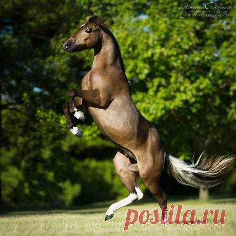 Walk « Heart of a Horse