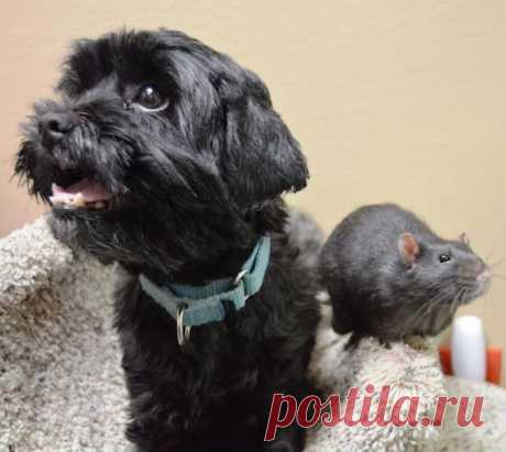 Это неразлучное звериное трио рушит все стереотипы о дружбе