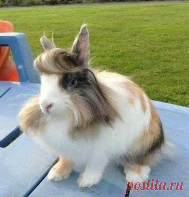 Животные, которые не сомневаются в своей крутости / Питомцы