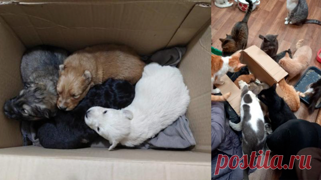 Кот стал мамой для щенков, которых спасли из мусорки в Оренбурге - Питомцы Mail.ru