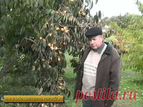 Хурмачи 9 - YouTube