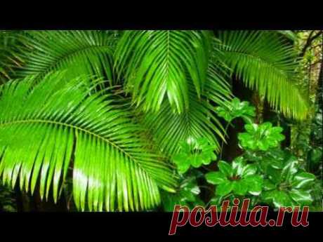Rainforest │ Natural Sounds - YouTube