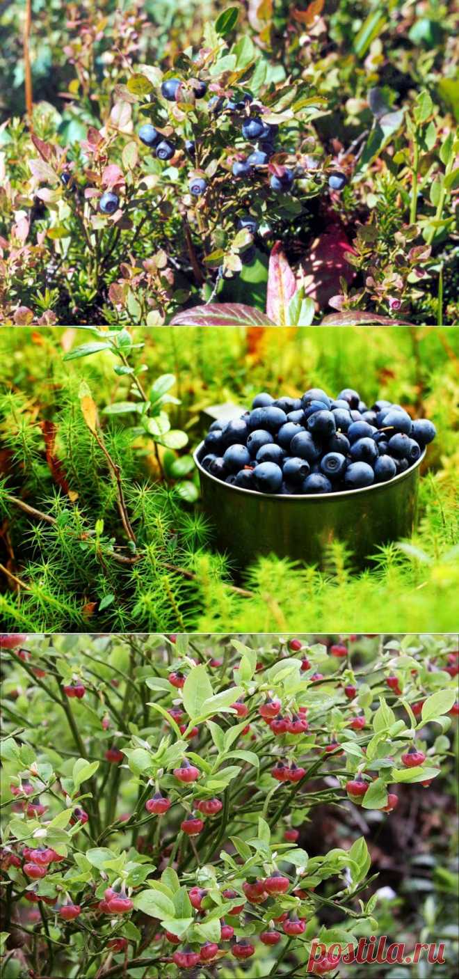 Черника: посадка, выращивание и уход / Кустарники / 7dach.ru