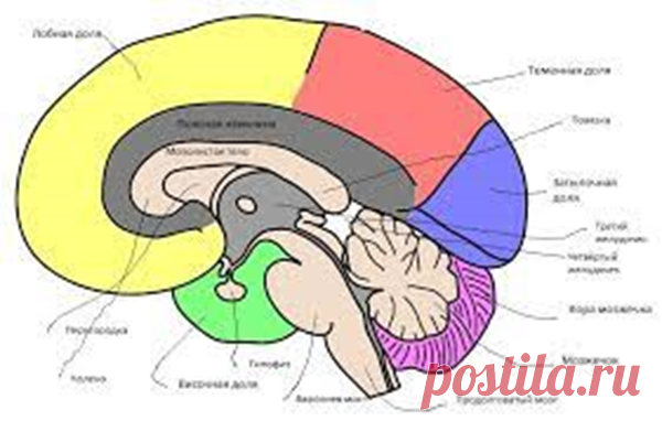 Тромбы, инсульты: пять способов избежать сосудистые катастрофы. | Сергей Витебский | Дзен