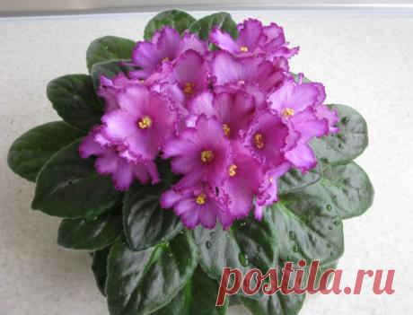 Skeeter (J.Cochran) - Форум цветоводов Фрау Флора