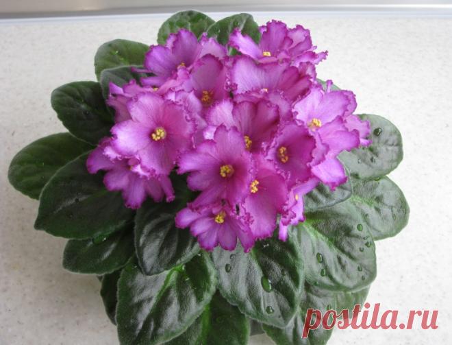 Skeeter (J.Cochran) - Форум цветоводов Фрау Флора