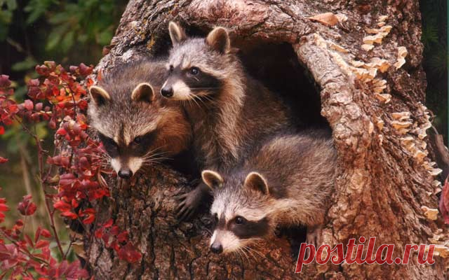 Осеннее настроение. Животные | Блогер Lizbeth на сайте SPLETNIK.RU 23 сентября 2016 | СПЛЕТНИК