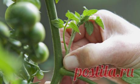 Не уверен – не пасынкуй!