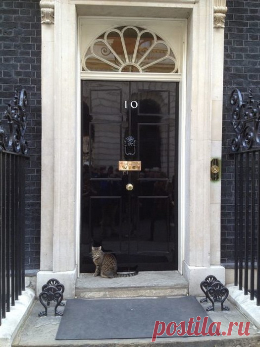 Коты на службе Британского Королевства: как живется почетным Мышеловам