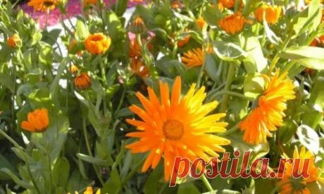 Важный телефонный звонок?