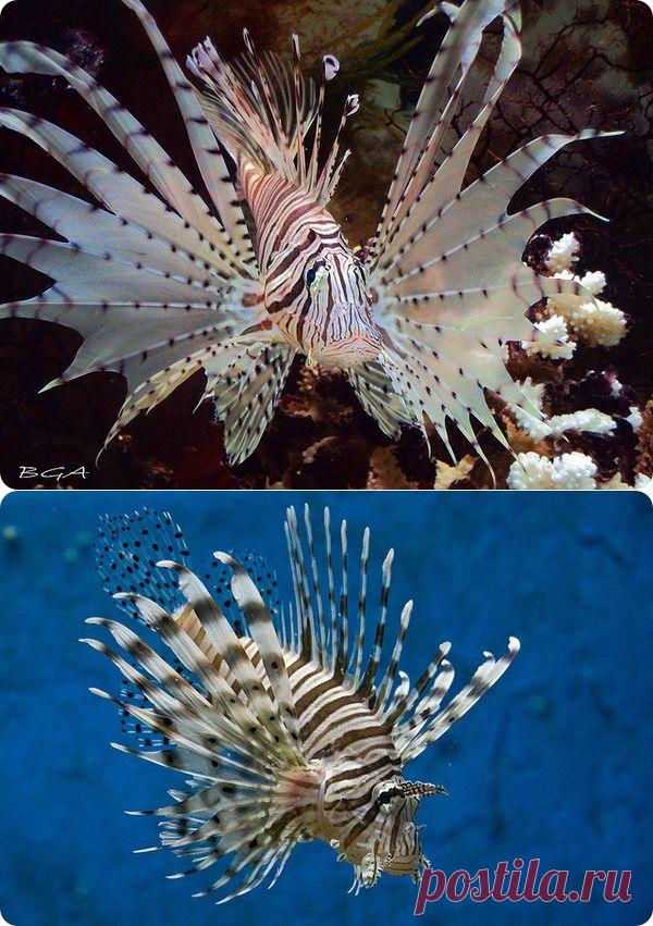 Крылатка-зебра | ЖИВОЙ УГОЛОК